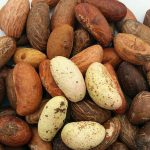 Organic Juicy Bitter Kola Nut/ Fresh Chewable Bitter Kola Orogbo Ripe Bitter Kola