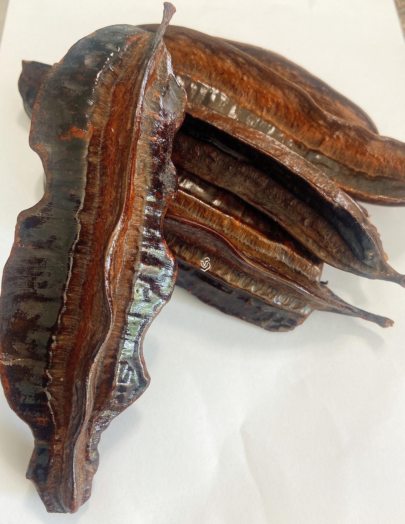 Prekese Prekese / Aidan Fruit / Tetrapleura tetraplera / 6 pieces / 10 pieces / Uyayak / Uhio / Ghana - Image 2